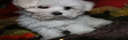 Maltese dogs for sale: Stumpy - Ad 9