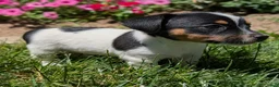 Jack Russell Terrier dogs for sale: Joker - Ad 3