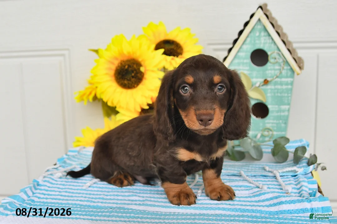 Miniature Dachshund dogs for sale: Palmer - Ad 2