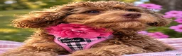 Bernedoodle dogs for sale: Star - Ad 9