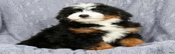 Mini Bernedoodle dogs for sale: Amethyst - Ad 8