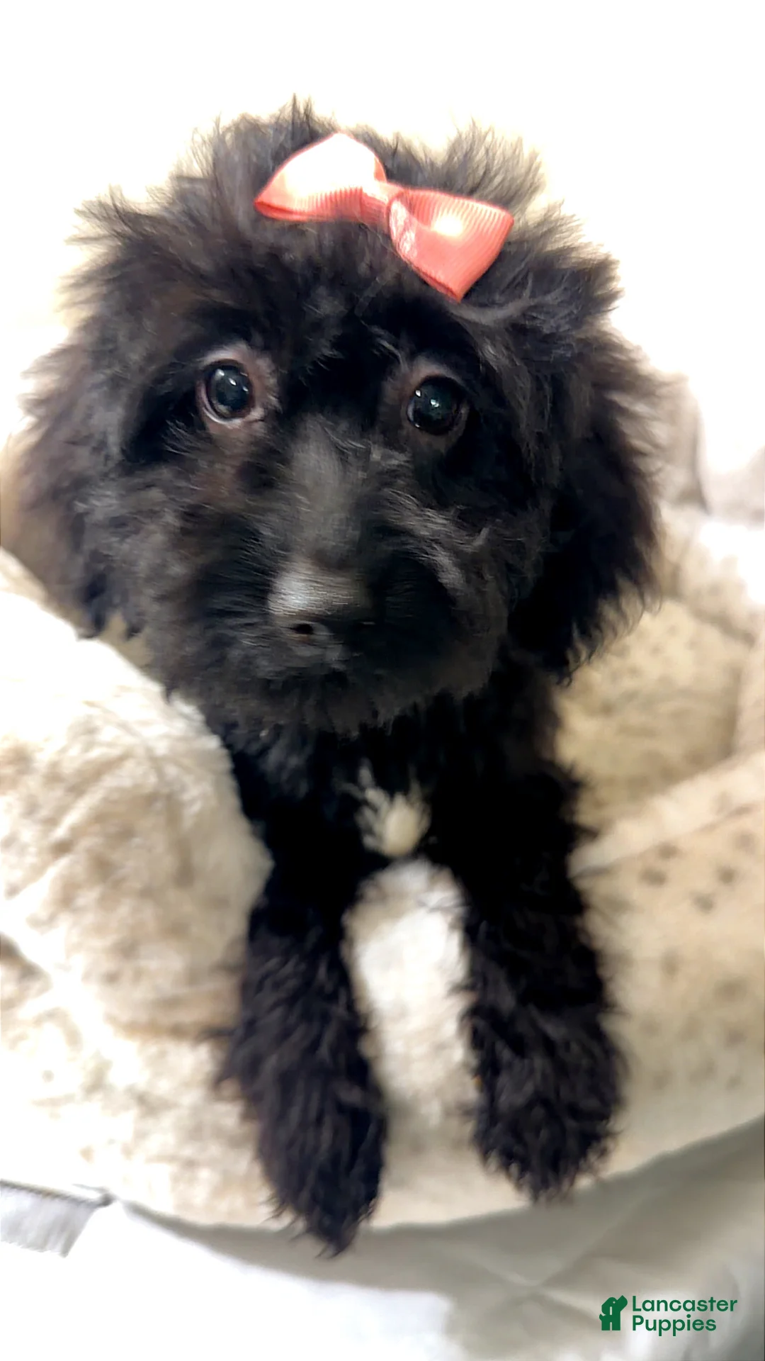 Yorkiepoo dogs for sale: Mali  - Ad 1
