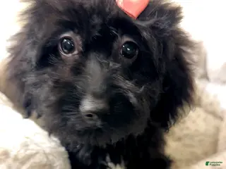 Yorkiepoo dogs Mali - Ad 6
