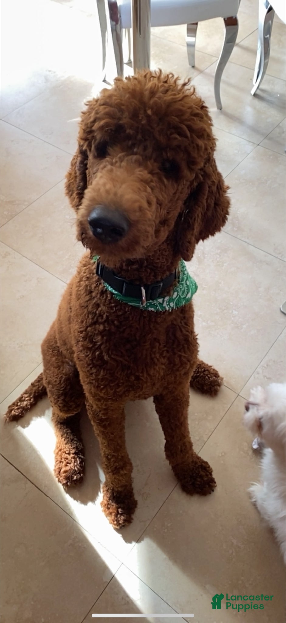 Goldendoodle dogs for sale: Winston  - Ad 3