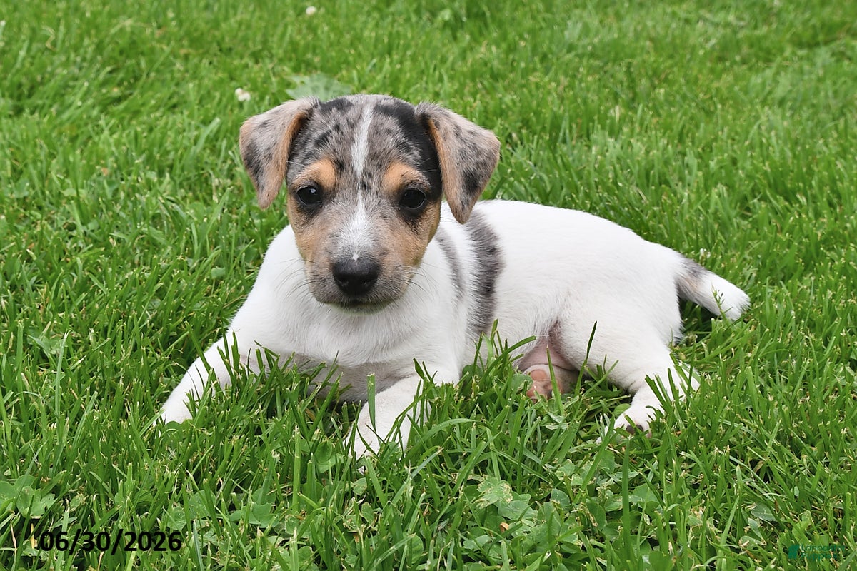 Jack Russell Terrier dogs Pepper - Ad 2