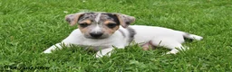 Jack Russell Terrier dogs for sale: Pepper - Ad 2