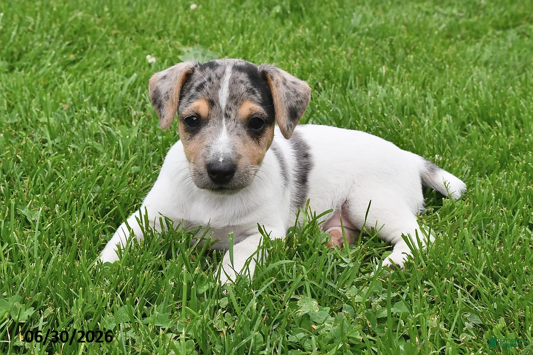 Jack Russell Terrier dogs for sale: Pepper - Ad 2