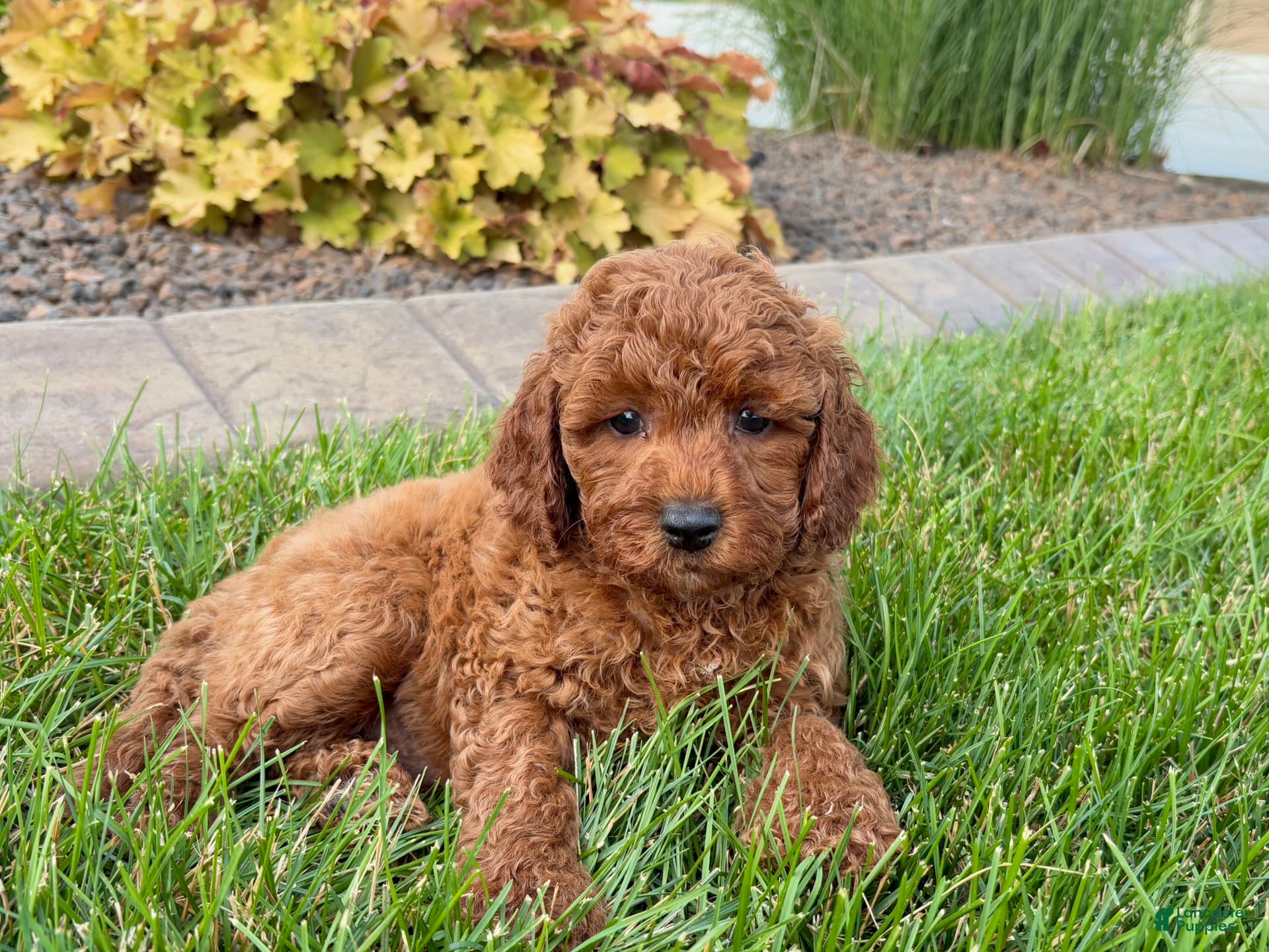 Cavapoo dogs Charlie - Ad 2