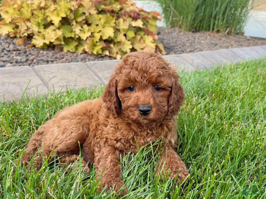 Cavapoo dogs for sale: Charlie - Ad 2
