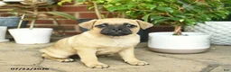 Jug dogs for sale: Caramel - Ad 1