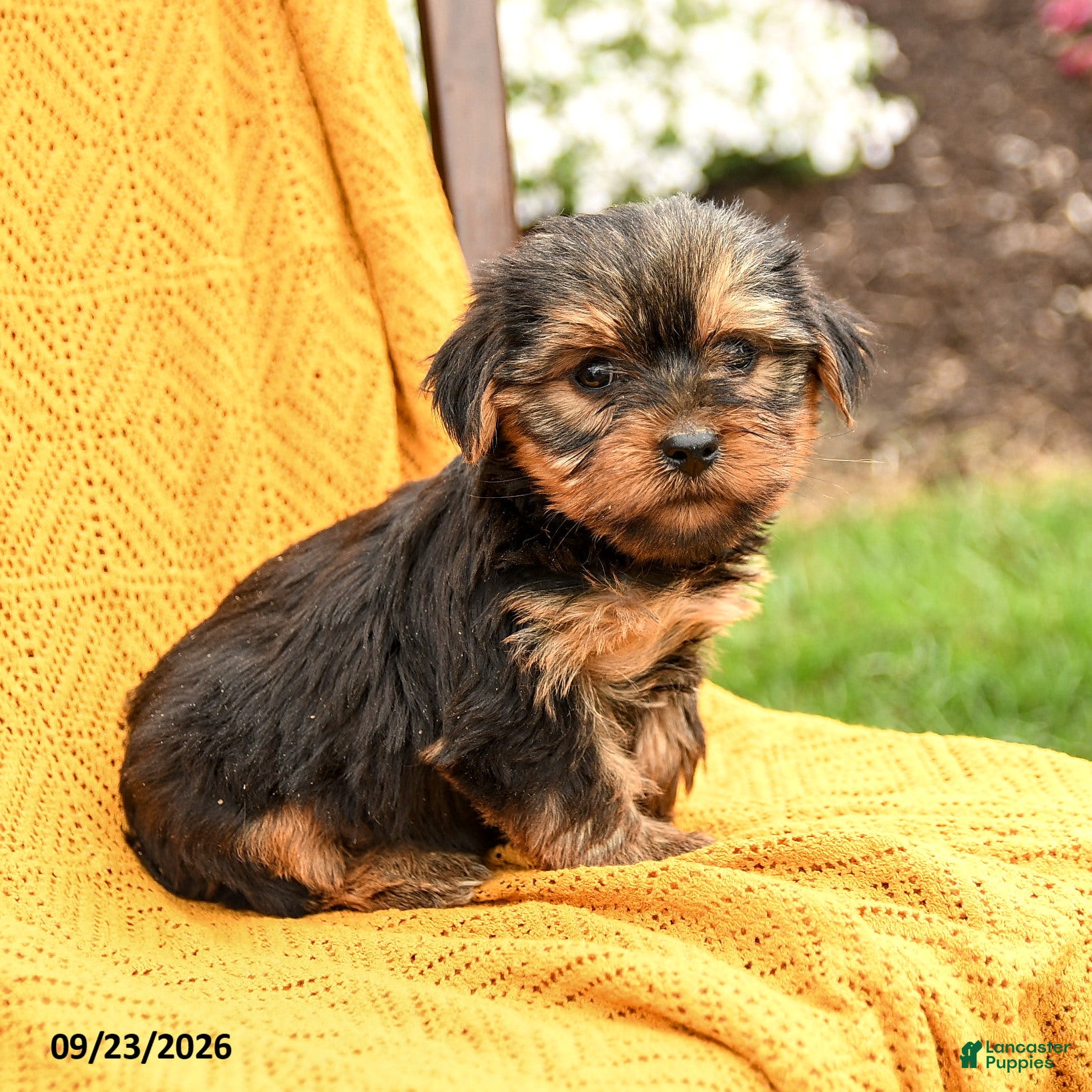 Yorkshire Terrier dogs Bella    - Ad 2