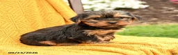 Yorkshire Terrier dogs for sale: Bella    - Ad 2