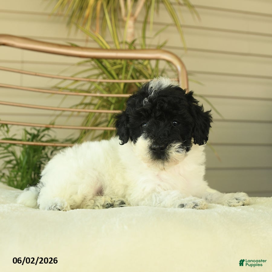 Miniature Poodle dogs for sale: Quicksilver - Ad 4