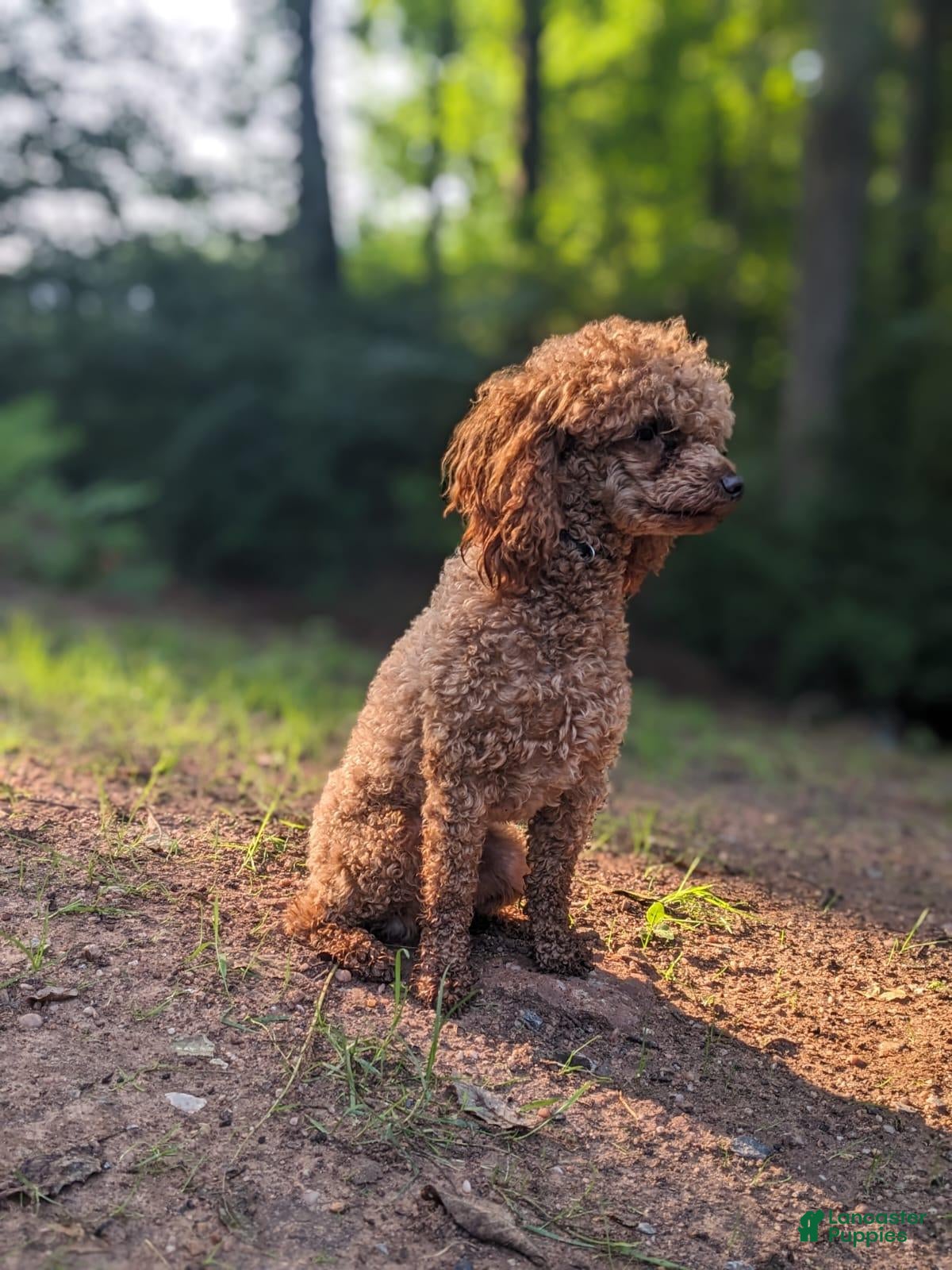 Maltipoo dogs for sale: Molly - Ad 2