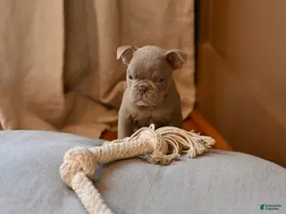 Olde English Bulldogge dogs Olde English Bulldogge Puppy 3 - Ad 18