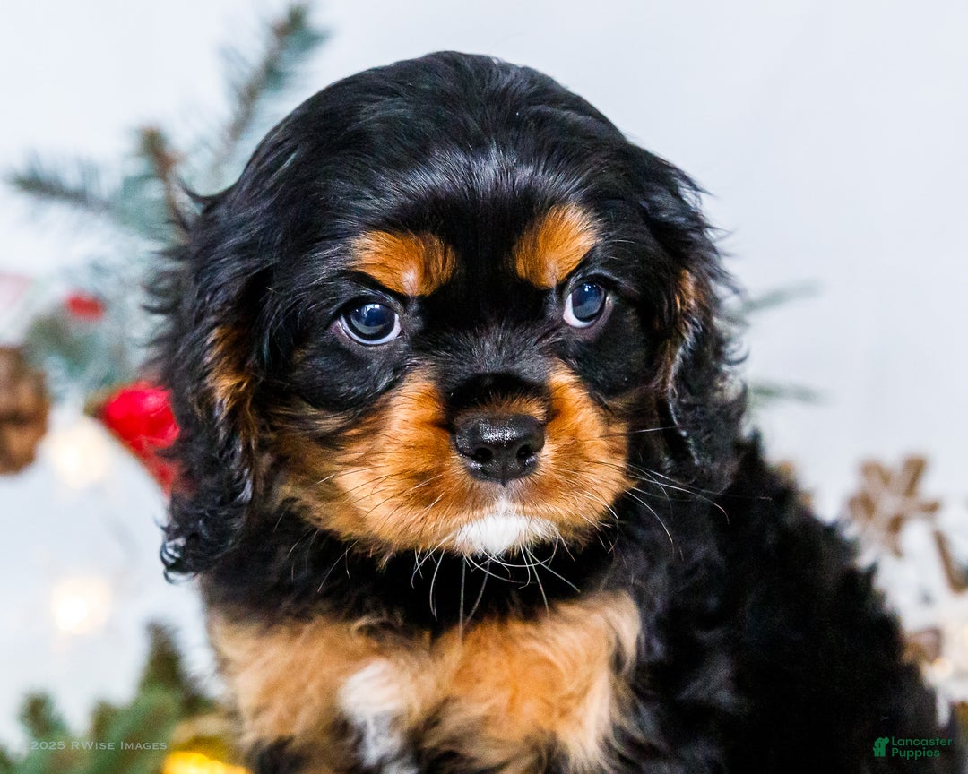 Cavalier King Charles Spaniel dogs for sale: Kringle - Ad 8