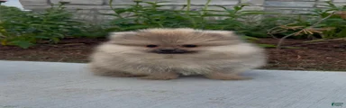 Pomeranian Puppy Male George 