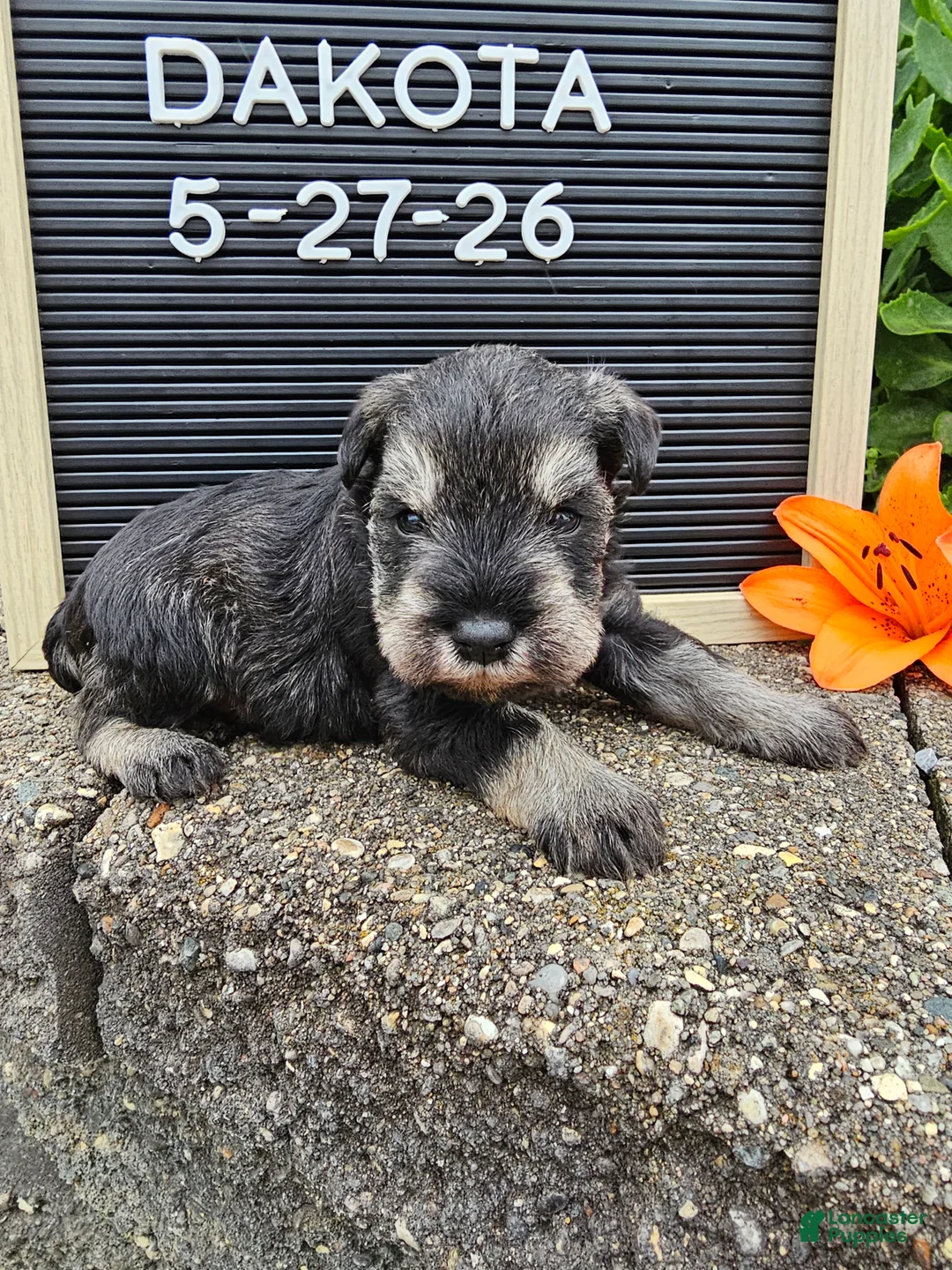 Miniature Schnauzer dogs for sale: Dakota - Ad 15