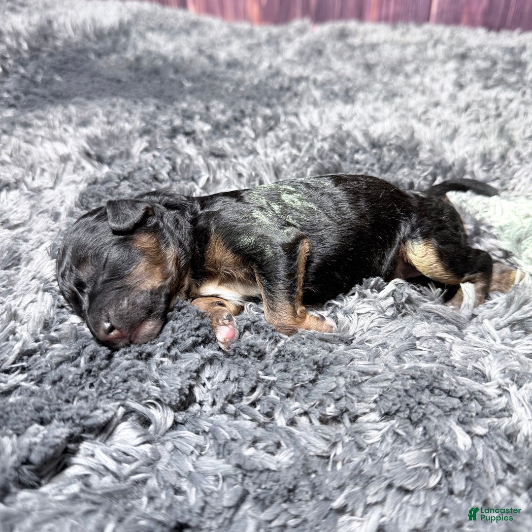 Miniature Poodle dogs for sale: Marie - Ad 3