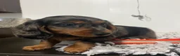 Miniature Dachshund dogs for sale: Roxine  - Ad 1
