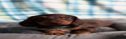 Miniature Dachshund dogs for sale: Blue Collar Miniature Dachshund Chocolate and Tan Long Haired - Ad 3