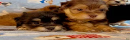 Shorkie dogs for sale: Shorkie 2 - Ad 7