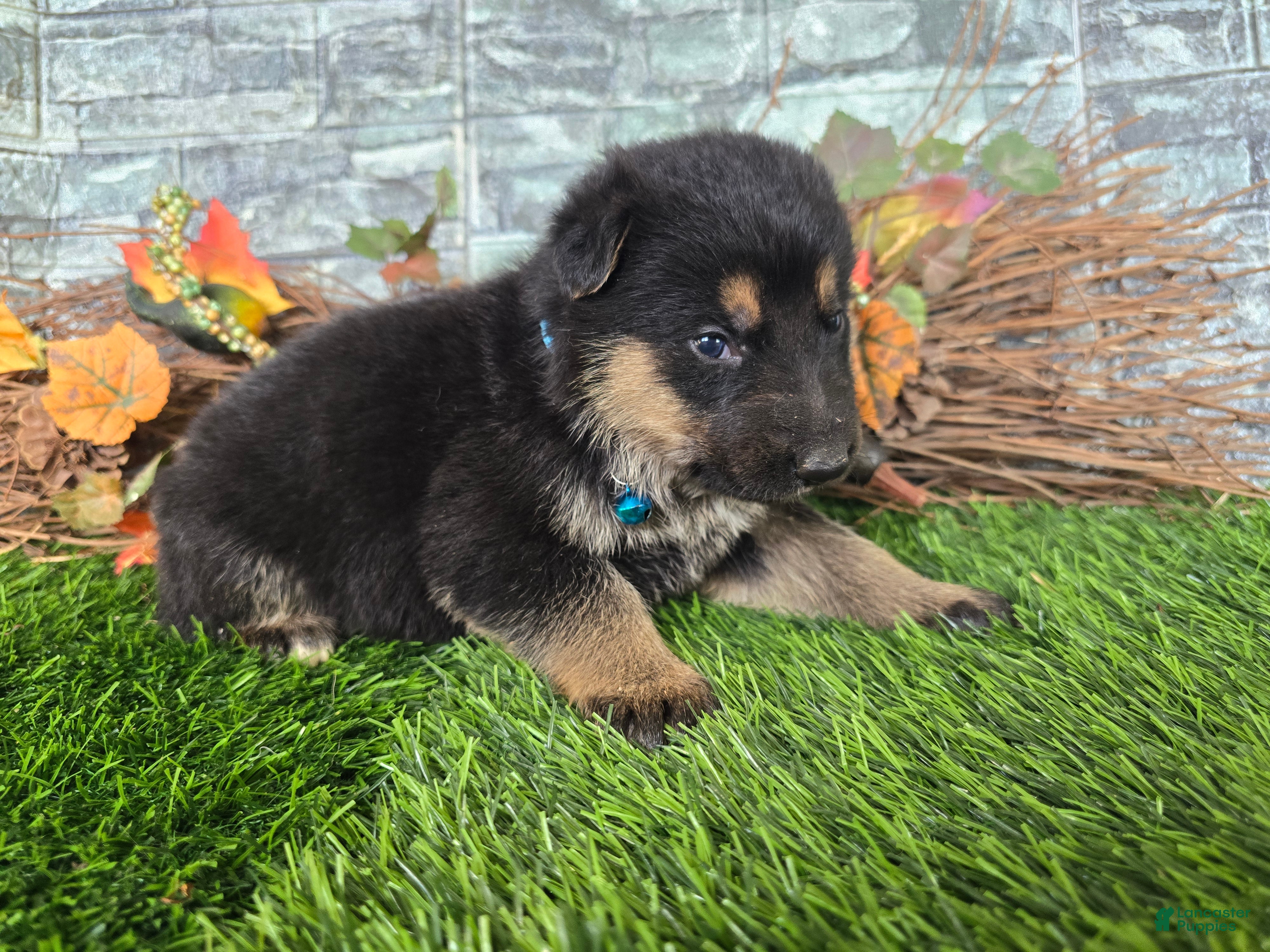 German Shepherd dogs for sale: German Shepherd 2 - Ad 1
