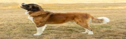 Saint Bernard dogs for sale: Akc Blue - Ad 5