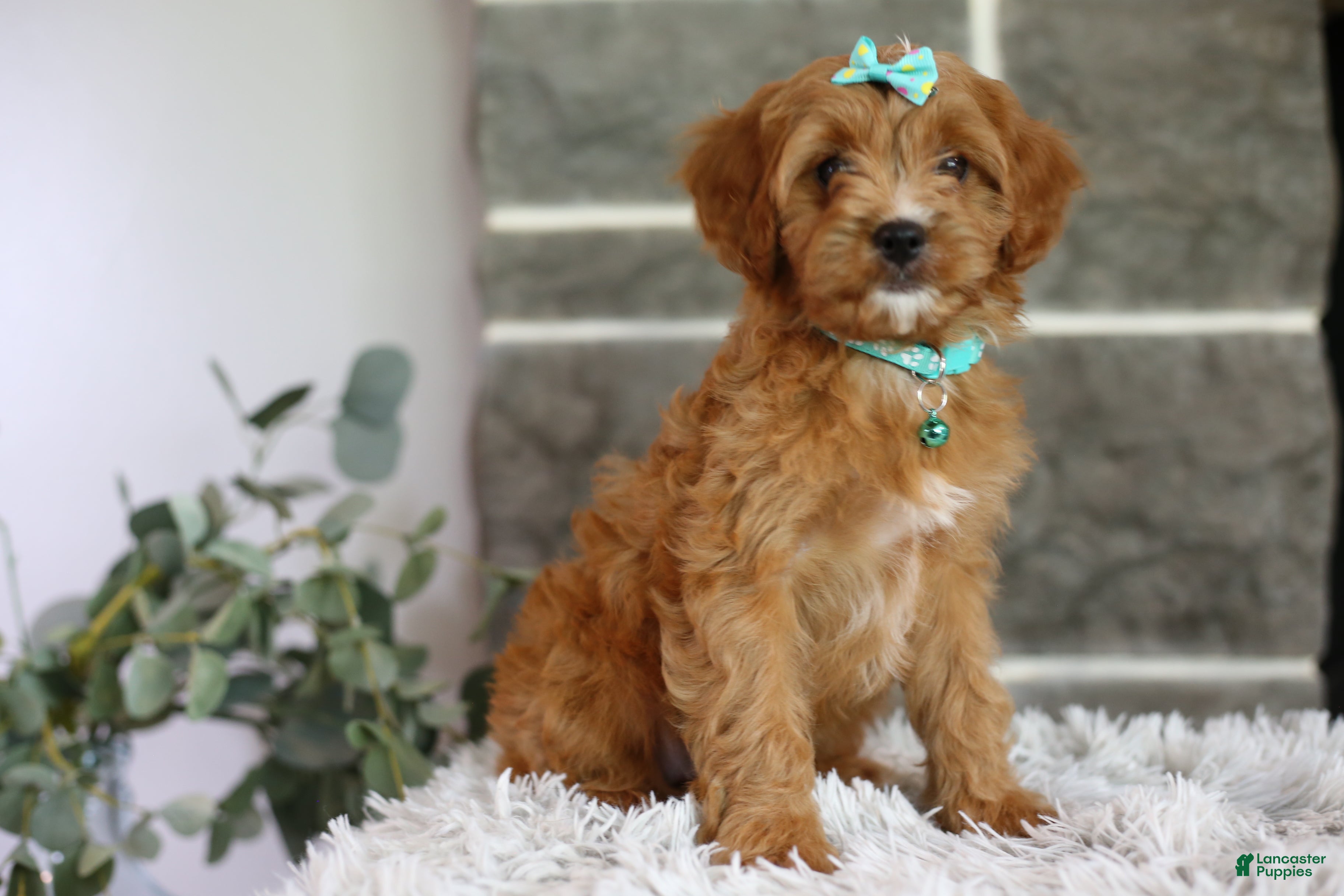 Cavapoo dogs Faye - Ad 2