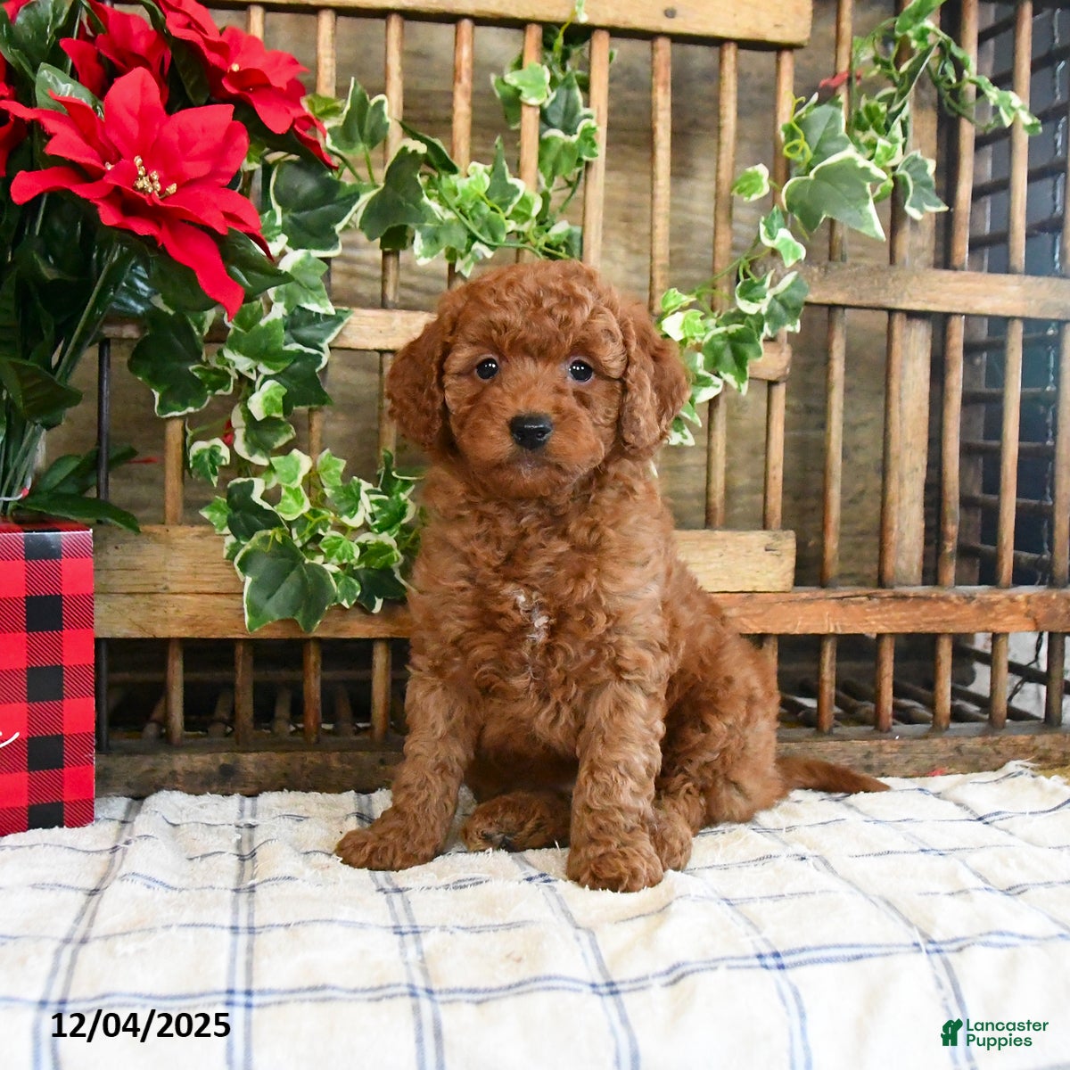 Mini Goldendoodle dogs Wren  - Ad 28