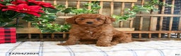 Mini Goldendoodle dogs for sale: Wren  - Ad 1