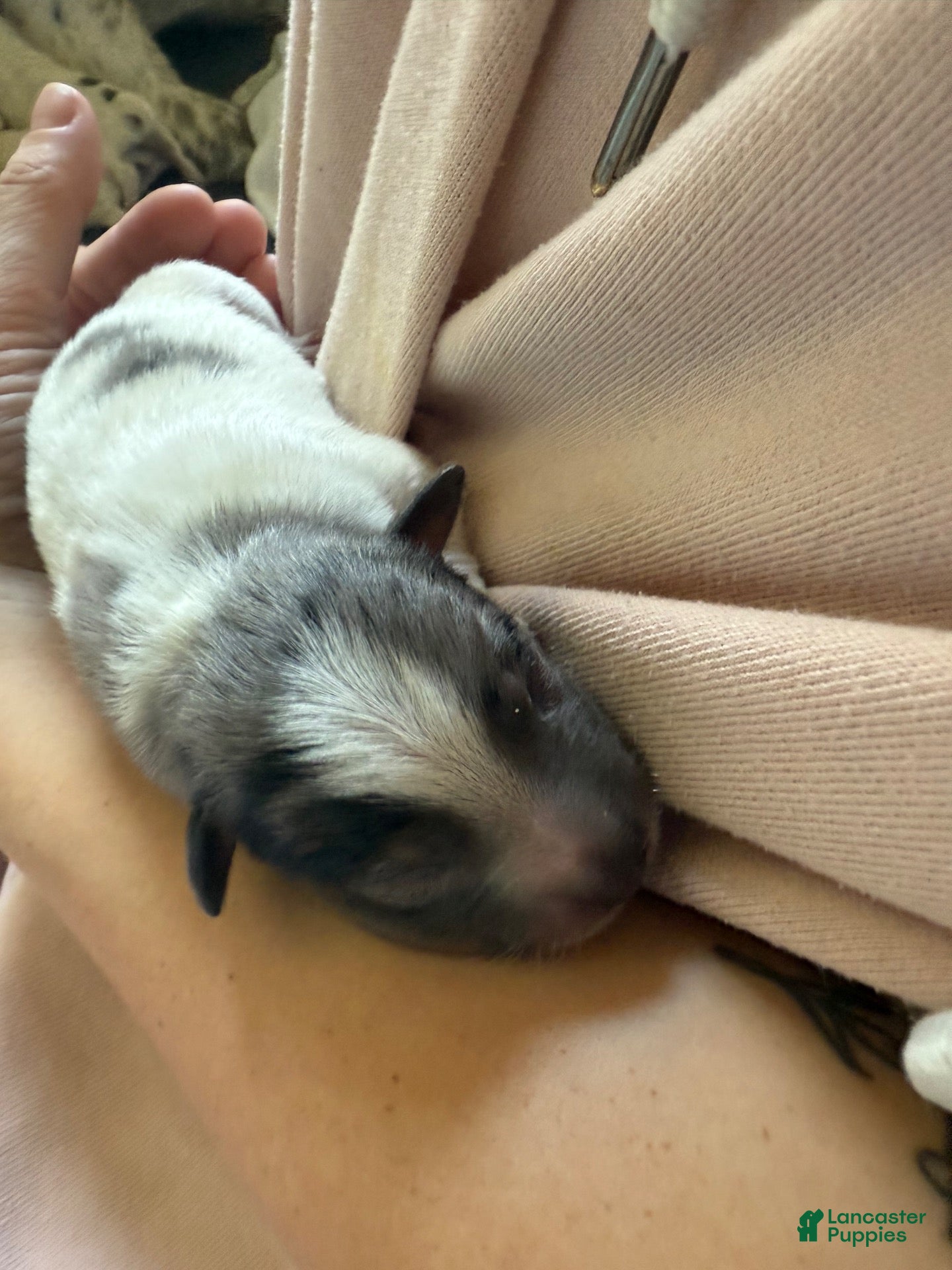 Australian Cattle Dog dogs Puppy 5 - Ad 10