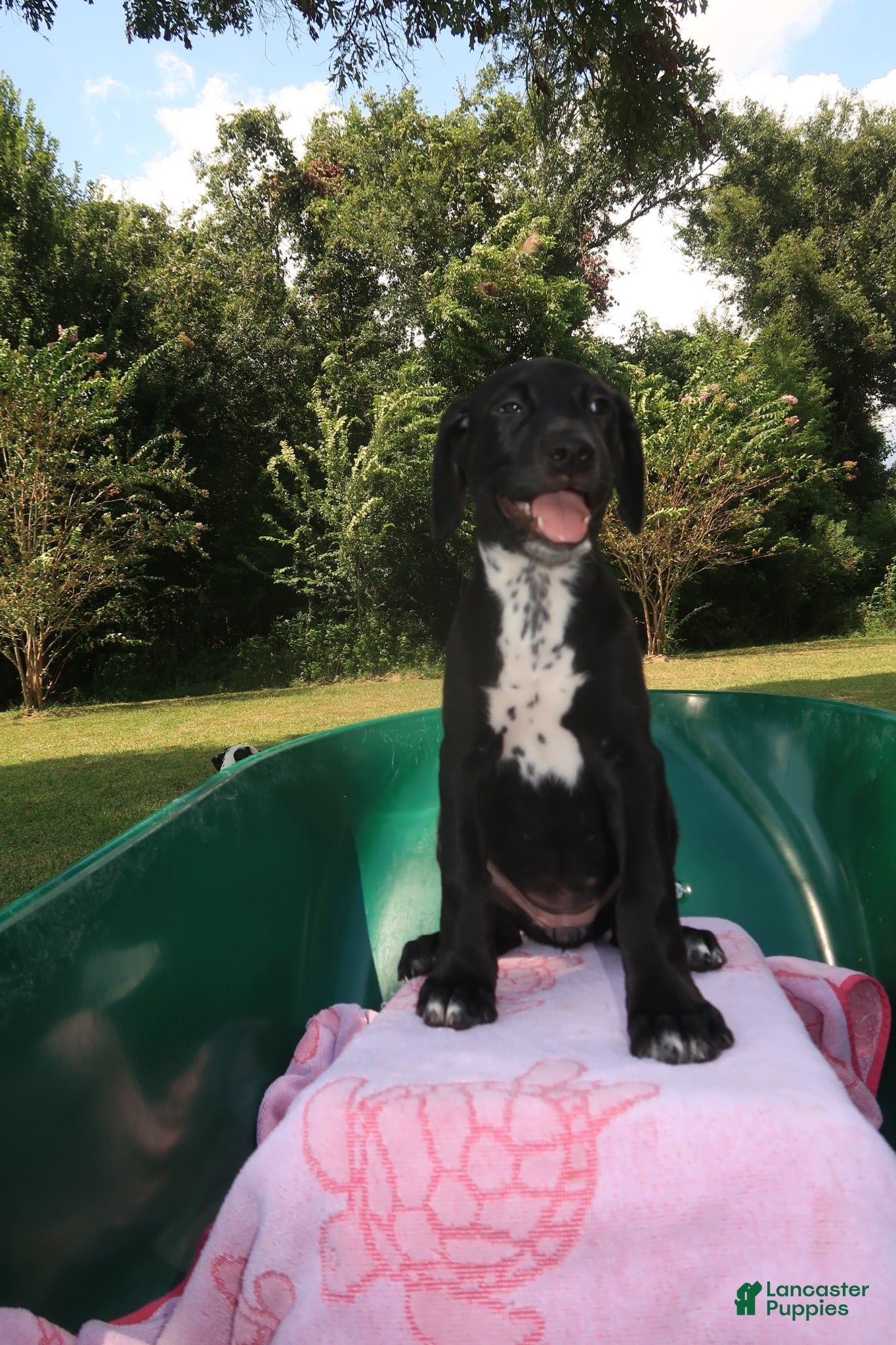 Mixed Breed dogs Flame - Ad 2