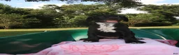 Mixed Breed dogs for sale: Flame - Ad 2