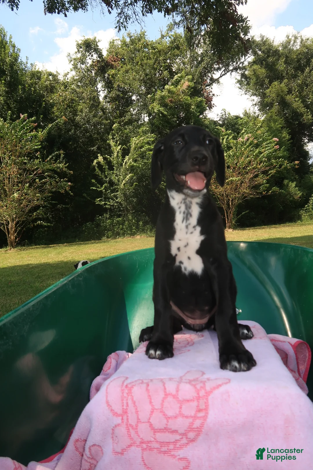 Mixed Breed dogs for sale: Flame - Ad 2