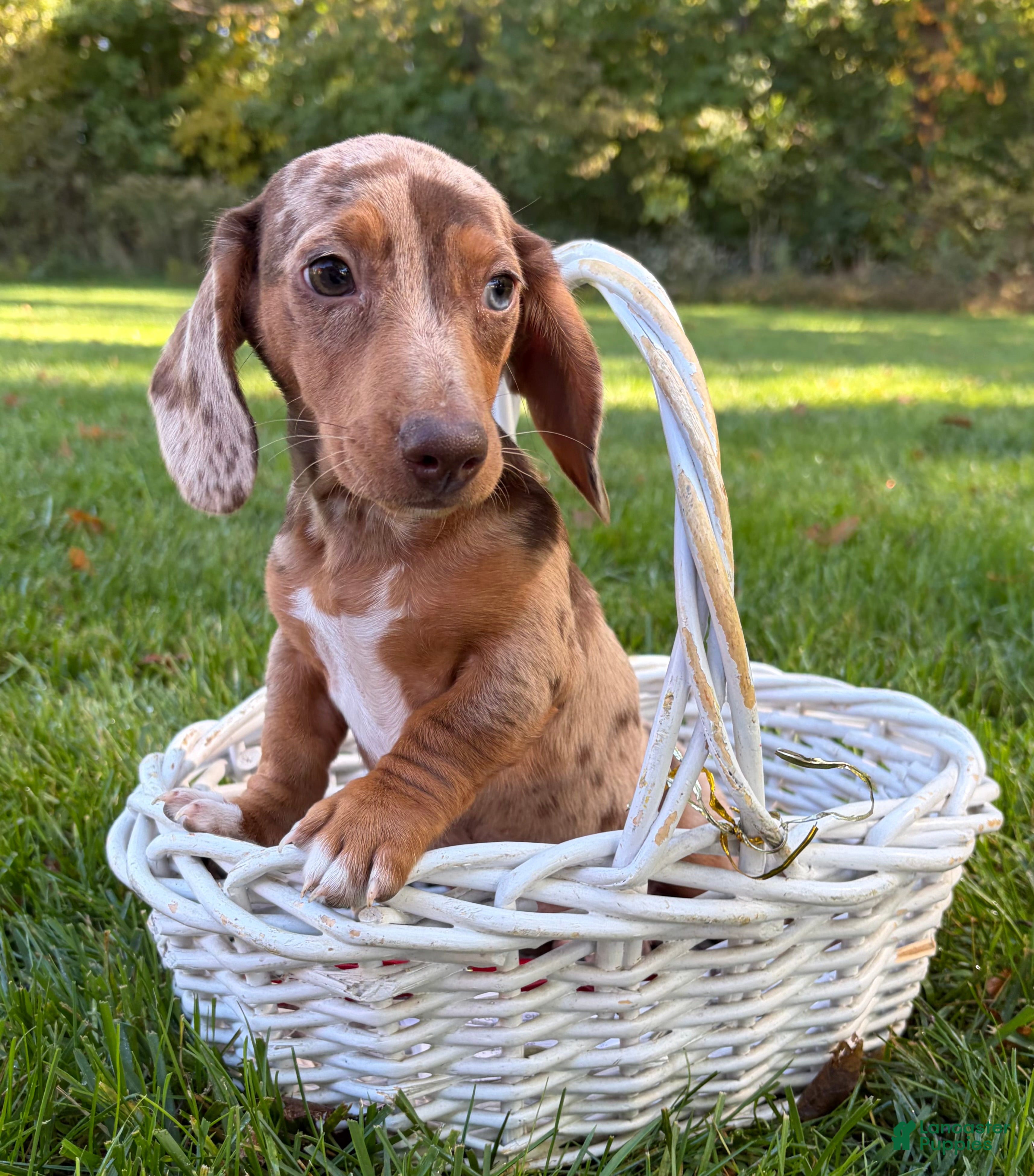 Dachshund dogs for sale: Finn - Ad 1