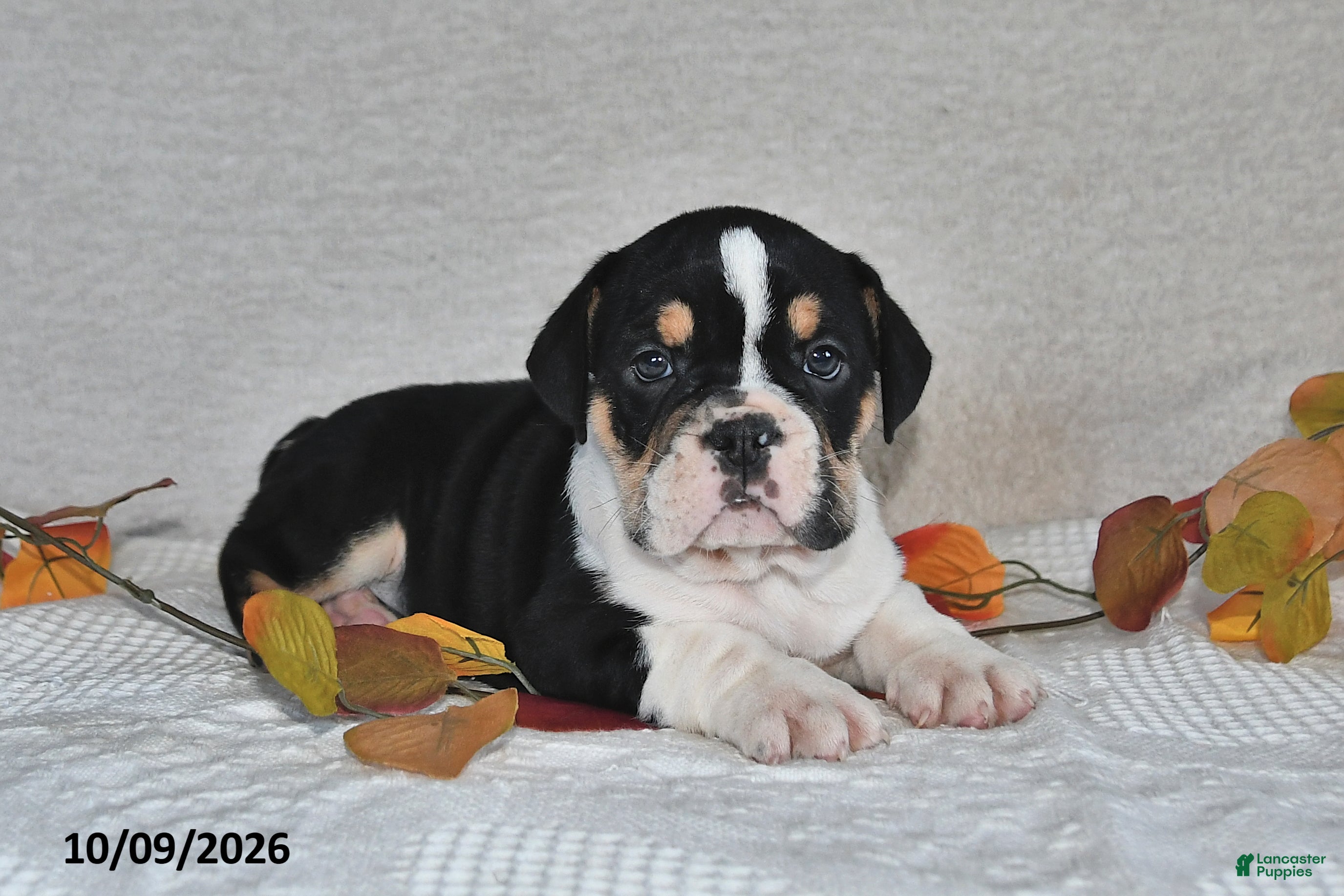 Beabull dogs Ryan - Ad 1