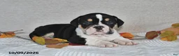 Beabull dogs for sale: Ryan - Ad 1