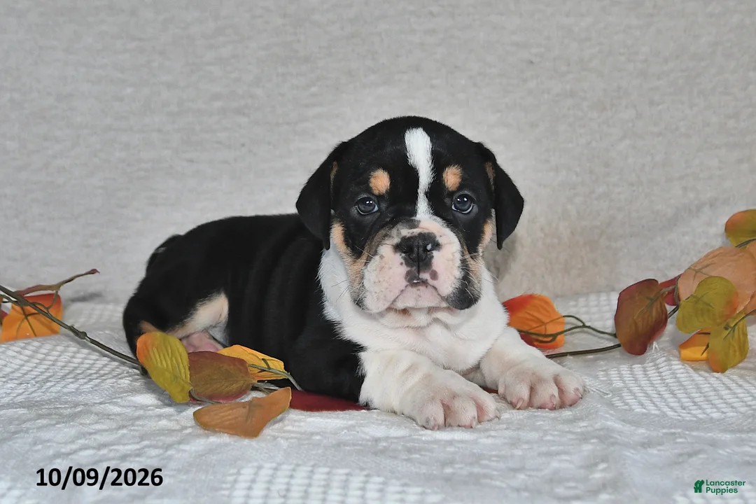 Beabull dogs for sale: Ryan - Ad 1
