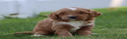 Miniature Labradoodle dogs for sale: Buster - Ad 4