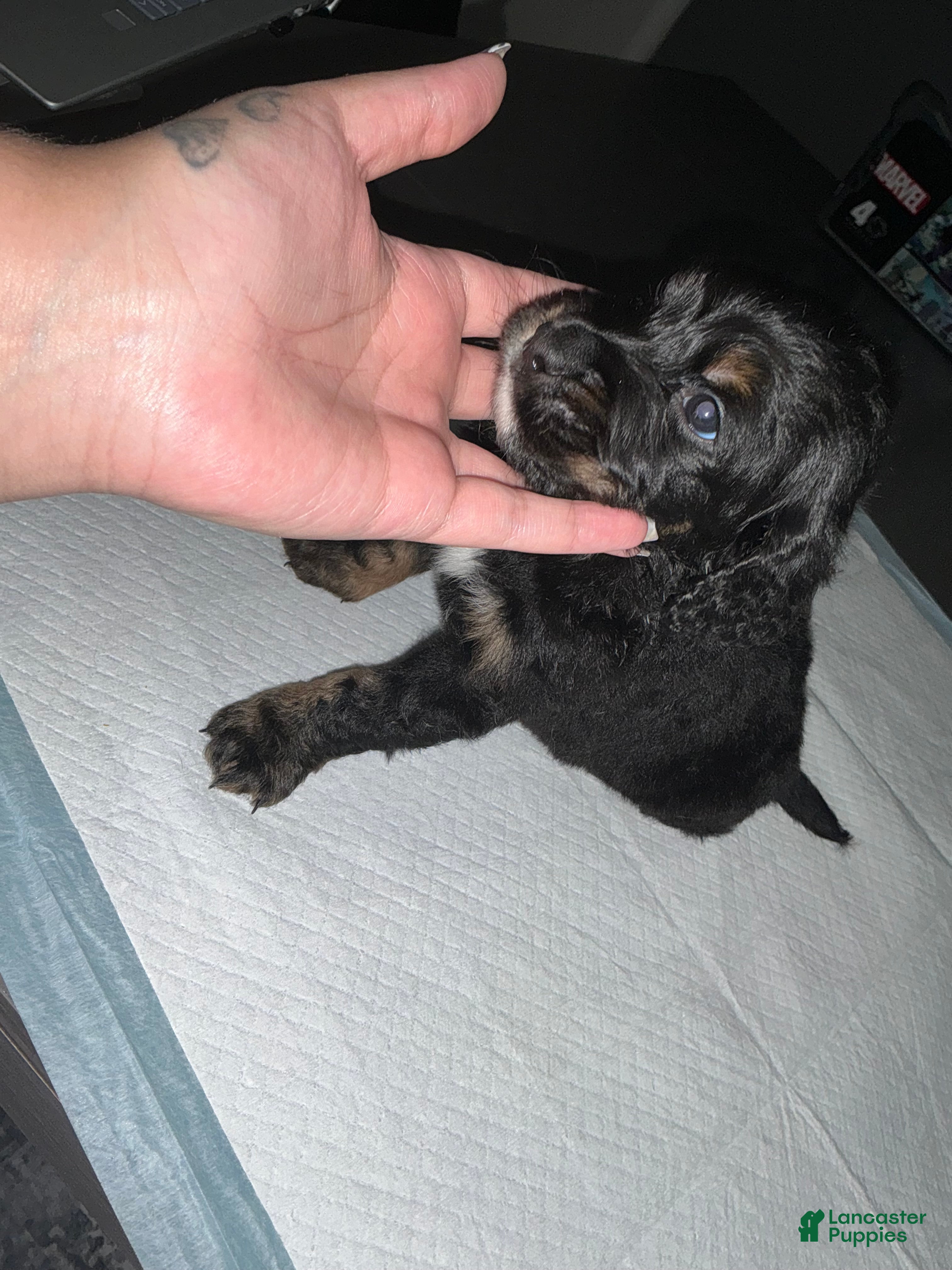 Bernedoodle dogs Panther - Ad 42