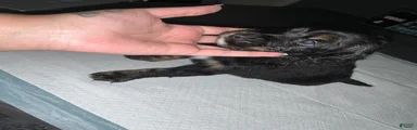 Panther