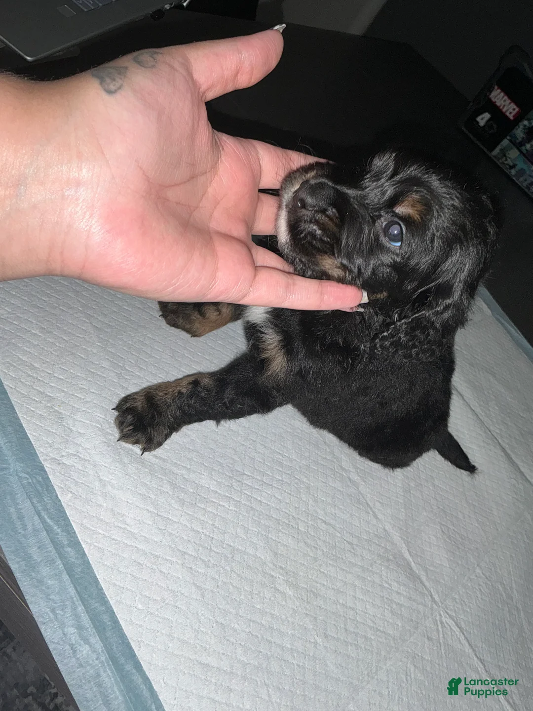 Bernedoodle dogs for sale: Panther - Ad 1