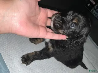 Bernedoodle dogs Panther - Ad 4