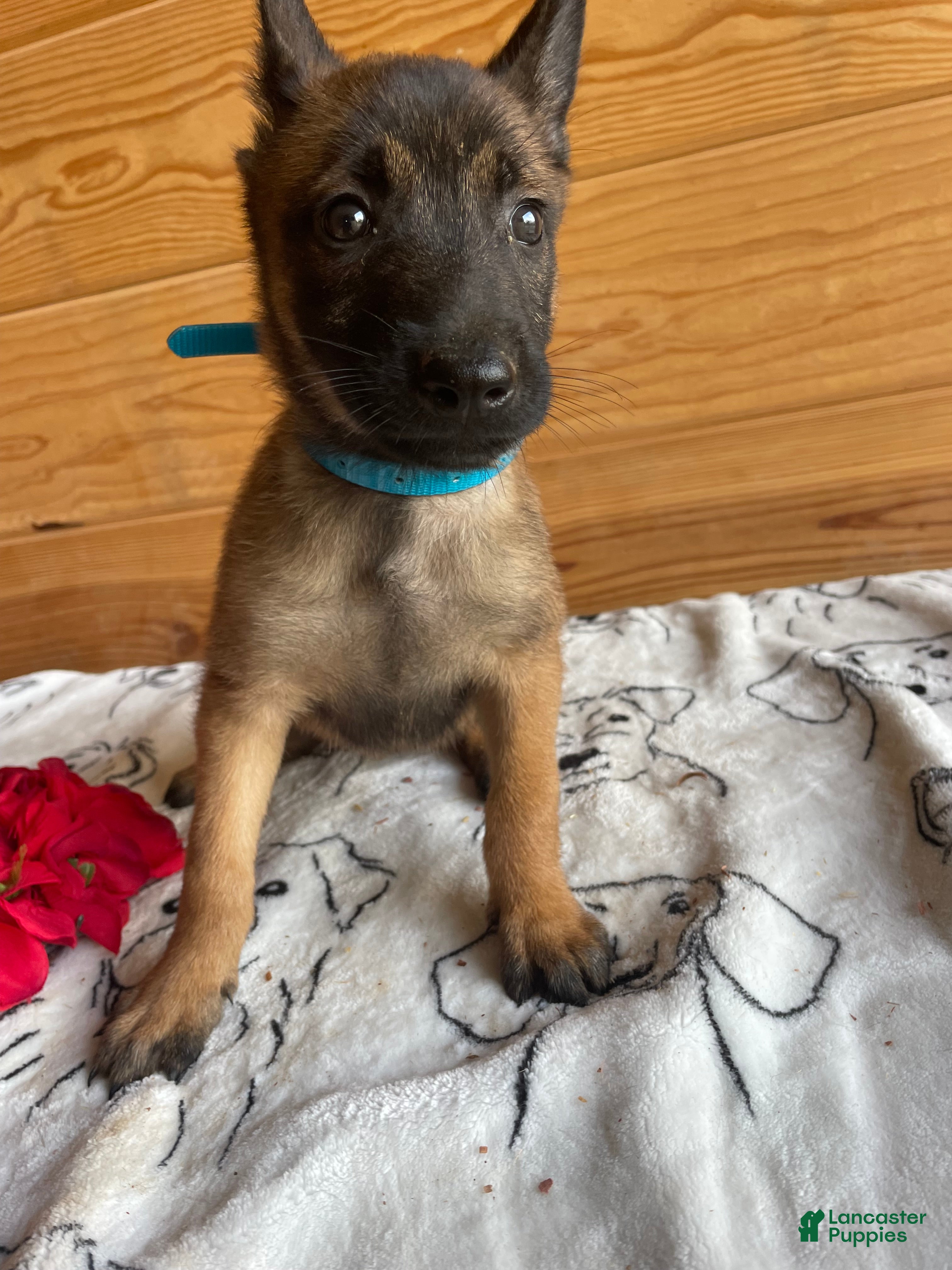 Belgian Malinois dogs Athena - Ad 30