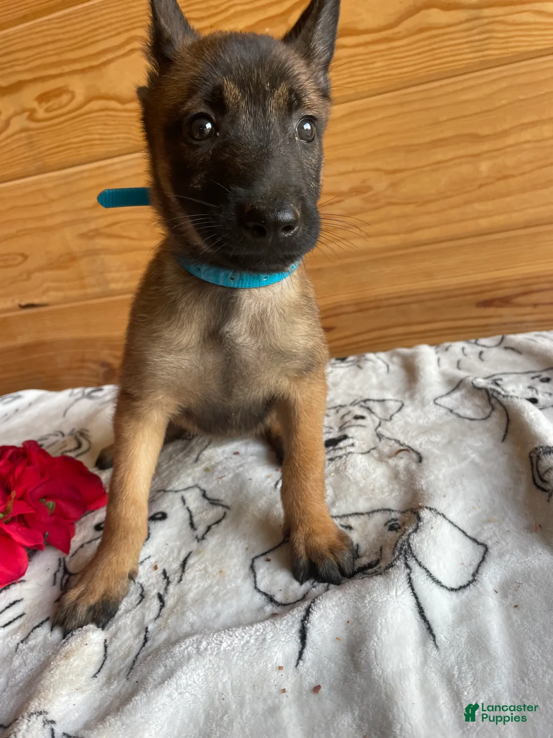 Belgian Malinois dogs for sale: Athena - Ad 1