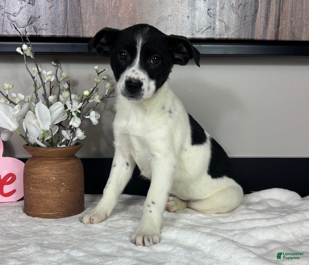 Mixed Breed dogs for sale: Kylie - Ad 2