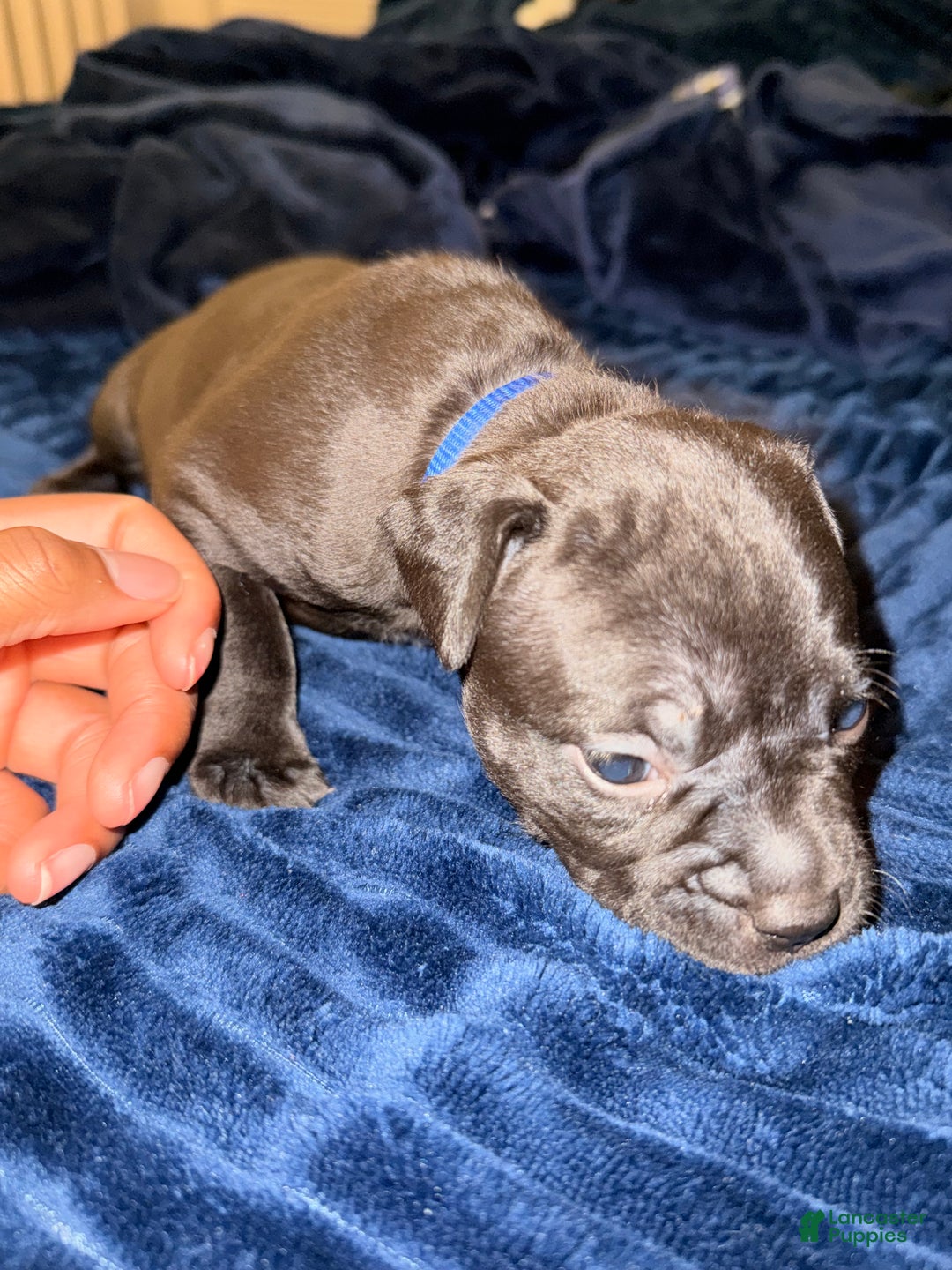 Mixed Breed dogs for sale: Pup Yellow - Ad 6