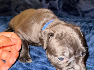 Mixed Breed dogs Pup Dark Blue - Ad 21