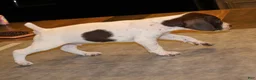 German Shorthaired Pointer dogs for sale: Rhett - Ad 4